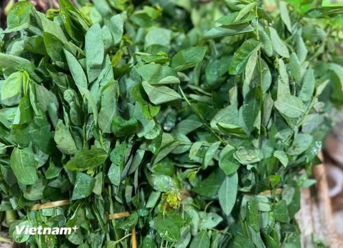 Lá rau ngót có hàm lượng chất chống ôxy hóa cao, bao gồm polyphenol và các hợp chất ion. (Nguồn: Vietnam+)