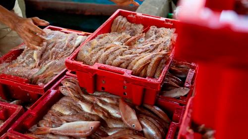 Những sọt chứa đầy ắp cá tươi. Ảnh: Trí Trần