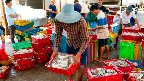 Tấp nập người mua bán nơi cảng cá Đại An Ảnh: Trí Trần