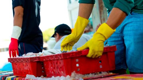 Hải sản được xếp gọn vào các sọt. Ảnh: Trí Trần