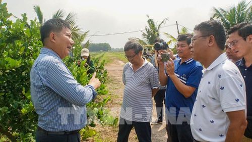 Ông Nguyễn Văn Hiển, Chủ tịch Hội đồng quản trị Công ty Cổ phần Thương mại và Đầu tư Chanh Việt (bìa trái) giới thiệu giống chanh cho hiệu quả kinh tế cao với khách tham quan trang trại. Ảnh: TTXVN phát 