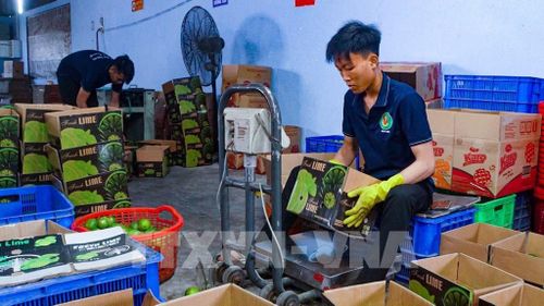 Đóng gói chanh không hạt thương hiệu Vica Lime phục vụ cho xuất khẩu tại Nông trang Hải Âu, ấp 7, xã Lương Hòa , tỉnh Tây Ninh. Ảnh: Minh Phú – TTXVN 