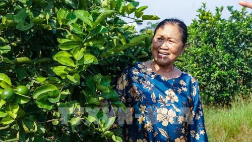 Bà Bùi Thị Ba (66 tuổi, ấp 7, xã Lương Hòa) bên vườn chanh không hạt tại Nông trang Hải Âu cho hiệu quả kinh tế cao. Ảnh: Minh Phú – TTXVN 