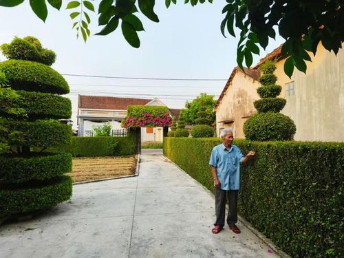 Những hàng rào xanh mang đến cảm giác thư thái, gần gũi.