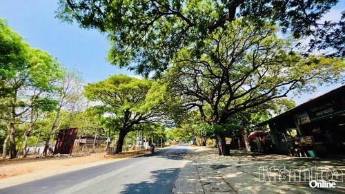 Những hàng me cổ thụ trên Quốc lộ 27 - khoảng dịu mát hiếm hoi trước khi con đường bắt đầu leo dốc.