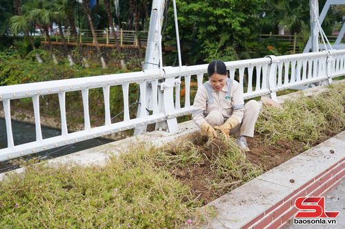 Trồng cây hoa tạo cảnh quan tại khu vực cầu Trắng, phường Tô Hiệu.