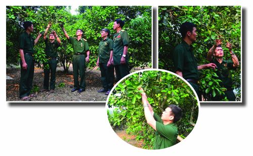 Hội viên Hội Cựu chiến binh xã Lực Hành thi đua phát triển kinh tế, làm giàu từ trồng cây bưởi hàng hóa.