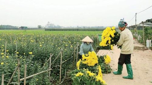 Giao thông nội đồng khang trang, nông dân Hát Môn thuận lợi trong sản xuất và tiêu thụ sản phẩm. Ảnh: Nguyễn Mai