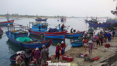  Sau một đêm lênh đênh trên biển, hàng chục tàu hành nghề khai thác mực gần bờ nối đuôi nhau cập bến, mang theo đầy khoang hải sản tươi rói. 