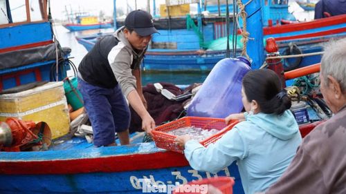 Mực được đưa trực tiếp từ khoang tàu lên bờ, từng giỏ mực còn óng ánh sắc bạc, thân trong veo được phân loại ngay tại chỗ.