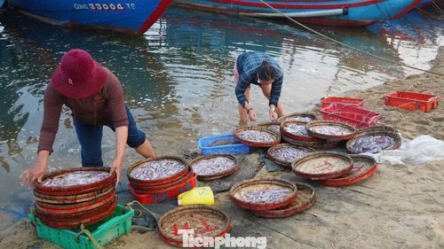 Chỉ ít phút sau, số mực này đã được các tiểu thương nhanh chóng thu mua để kịp phân phối đi các nơi. Toàn bộ quá trình mua bán diễn ra trong thời gian ngắn.