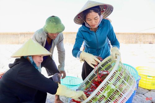 Vừa cập bờ, những khay ghẹ tươi ngon đã được thương lái đến mua hết.