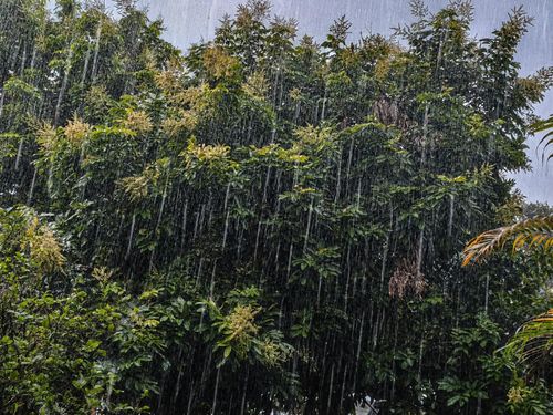 Những cây xanh tại TP Hồ Chí Minh cũng được giải nhiệt sau nhiều ngày chịu đợt nắng nóng.