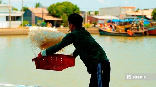 Ở một góc khác, anh Nguyễn Hữu Tùng (ngụ xã Đại An) đang tỉ mỉ phân loại cá ngay tại bến. Anh cho biết mùa này mực là nguồn thu chính, giá dao động từ 100.000–110.000 đồng/kg. Các loại cá như cá đù, cá mối, cá tạp giữ mức 20.000–30.000 đồng/kg. “Giá không biến động nhiều, nhưng ổn định. Quan trọng là giữ được chất lượng để thương lái tin tưởng”, anh chia sẻ. (Ảnh: Trí Trần).