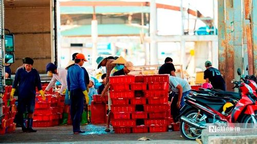 Ông Ngô Quốc Thạnh, Chủ tịch UBND xã Đại An, cho biết toàn xã hiện có 158 tàu cá, trong đó 133 phương tiện hoạt động thường xuyên. “Chúng tôi quản lý chặt hoạt động khai thác, đặc biệt với các tàu chưa đủ điều kiện chỉ được phép đánh bắt gần bờ. Đồng thời, địa phương tăng cường tuyên truyền để ngư dân tuân thủ quy định, nâng cao chất lượng thủy sản, hướng tới phát triển bền vững”, ông Thạnh thông tin. (Ảnh: Trí Trần).