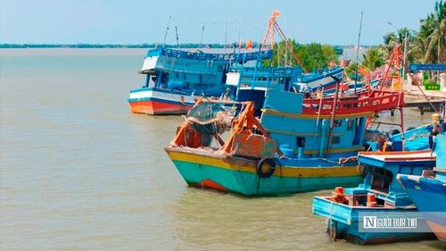 Những ngày nắng gắt cuối tháng 4, khi nhiều nơi tìm cách “trốn nóng”, thì tại cảng cá Đại An (xã Đại An, tỉnh Vĩnh Long), nhịp sống lại dâng lên rõ rệt. Tàu về dồn dập, bến không lúc nào vắng tiếng người. Từ ngoài cửa sông, từng chiếc tàu nối đuôi nhau tiến vào, khoang đầy cá mực sau chuyến biển dài ngày. Không khí lao động vì thế cũng nóng lên theo, nhưng là cái nóng của sự tất bật và hy vọng. (Ảnh: Trí Trần).