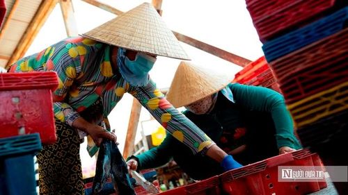 Chị Trần Thị Mỹ Duyên, một thương lái chuyên thu mua hải sản tại đây, không giấu được sự phấn khởi: “Hàng ở Đại An tươi, dễ bán. Tôi chủ yếu bỏ mối cho các chợ đầu mối ở Tp.HCM và Đồng Nai. Mỗi chuyến đi, sau khi trừ chi phí, tôi lời khoảng 3–5 triệu đồng. Nhưng cũng phải chạy đua với thời gian, vì hàng tươi mà chậm là coi như mất giá". (Ảnh: Trí Trần).