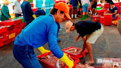 Giữa nắng gắt, giữa mùi muối mặn và tiếng máy tàu không ngớt, cảng cá Đại An vẫn vận hành như một cơ thể sống. Mỗi con người ở đó là một “tế bào”, góp phần duy trì nhịp đập chung. Không ồn ào, không phô trương, nhưng bền bỉ. (Ảnh: Trí Trần).