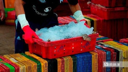 Theo chị Duyên, thị trường ngày càng khắt khe, đòi hỏi cả người đánh bắt lẫn thương lái phải làm ăn bài bản hơn. Từ khâu bảo quản đến vận chuyển đều phải đảm bảo. Chỉ cần một mắt xích lỏng lẻo là ảnh hưởng cả chuỗi. (Ảnh: Trí Trần).