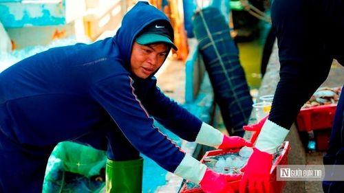 Và có lẽ, chính sự bền bỉ ấy mới là điều đáng nói nhất. Bởi trong từng chuyến ra khơi, từng mẻ cá trở về, người dân nơi đây không chỉ tìm kế sinh nhai, mà còn giữ lấy một phần bản sắc của vùng đất ven biển—nơi con người học cách sống cùng sóng gió, và đi qua nó bằng chính đôi tay của mình. (Ảnh: Trí Trần).