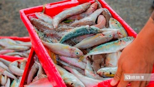 Câu chuyện chất lượng không phải nói cho có. Ngay từ khi còn trên biển, hải sản đã được ướp đá kỹ lưỡng để giữ độ tươi. Khi vào bờ, từng mẻ cá tiếp tục được phân loại rõ ràng, loại bỏ hàng kém. Sự kỹ lưỡng này giúp sản phẩm đáp ứng yêu cầu ngày càng cao của thị trường. Và cũng chính điều đó tạo nên uy tín cho cảng Đại An suốt nhiều năm qua. (Ảnh: Trí Trần).