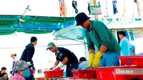Theo ông, giữ được nghề đã khó, giữ cho nghề phát triển lâu dài còn khó hơn. Vì vậy, cùng với khai thác, việc bảo vệ nguồn lợi và nâng cao giá trị sản phẩm là yêu cầu bắt buộc. Đó cũng là cách để cảng Đại An tiếp tục khẳng định vị thế trong bức tranh kinh tế biển khu vực. (Ảnh: Trí Trần).
