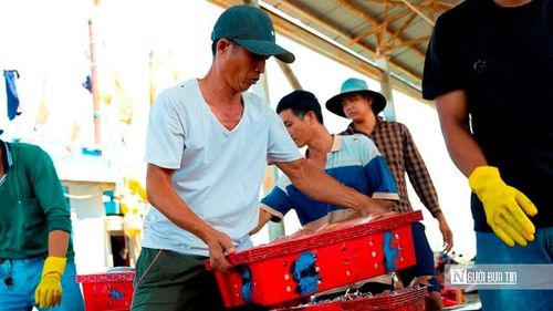 Anh Võ Thanh Tùng (ấp Định An, xã Đại An) vừa neo tàu xong đã vội tham gia bốc dỡ cùng bạn nghề. Anh kể, gia đình có hai tàu, mỗi chuyến đi từ 20 đến 30 ngày. “Chi phí một chuyến khoảng 15–20 triệu đồng. Nếu biển êm, cá khá, mỗi tháng tôi còn lại chừng 30–40 triệu đồng sau khi trừ chi phí. Không phải lúc nào cũng trúng lớn, nhưng vẫn đủ nuôi gia đình và bám nghề”, anh nói, giọng trầm nhưng chắc. (Ảnh: Trí Trần).
