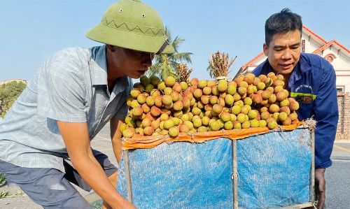  Vải chín sớm ở Bắc Ninh được thương nhân tìm mua với giá cao. 