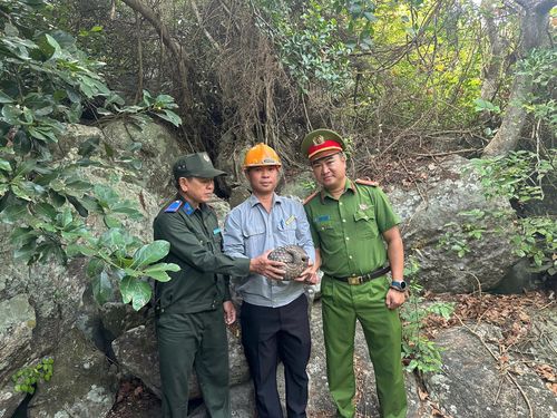 Lực lượng chức năng thả cá thể Tê Tê về môi trường tự nhiên theo đúng quy trình về bảo tồn động vật hoang dã. Ảnh: T.T