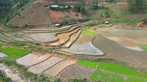 Một số diện tích vùng thấp có nước, bà con nông dân xã Púng Luông đã làm đất, gieo mạ.