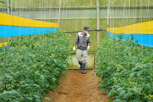Nông nghiệp tại Lâm Đồng vẫn giữ mức tăng trưởng ổn định. Ảnh: Diễm Thương