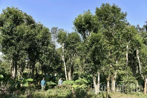 Những cây chè shan tuyết cổ thụ ở xóm Lài. Ảnh: Dương Đình Tường