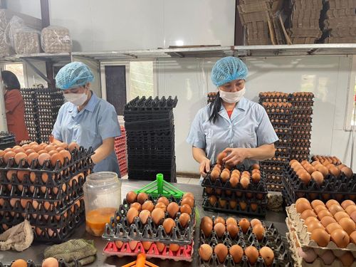Các hợp tác xã, doanh nghiệp chăn nuôi cần nâng cao giá trị sản phẩm đến mở rộng thị trường. Ảnh: Hương Giang