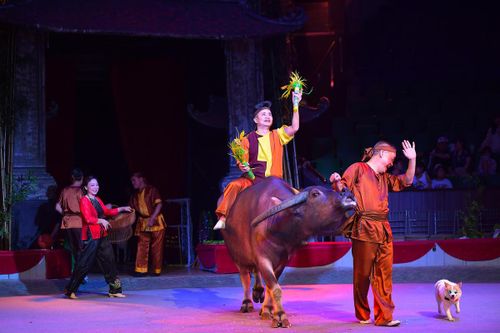 Lâu nay người ta quen thuộc "con trâu đi trước, cái cày theo sau", nhưng khi lên sân khấu, những chú trâu với dáng vẻ ngộ nghĩnh khiến khán giả thích thú.
