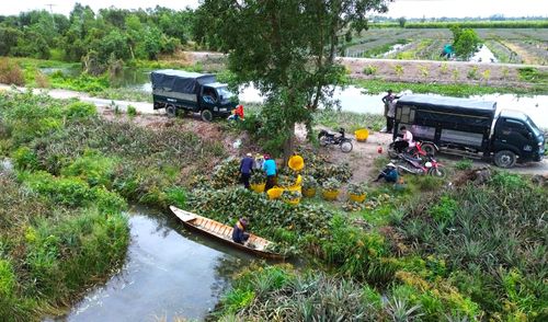  Cây khóm giúp cho người nông dân thoát khó, giảm nghèo trên vùng đất phèn. 