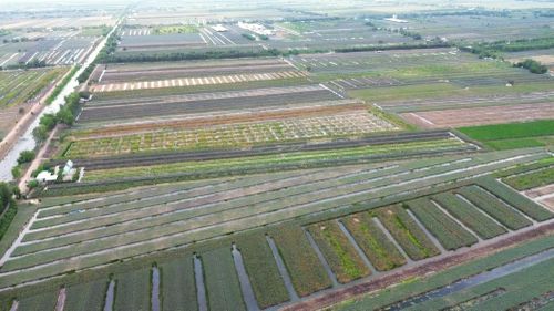  Những Cánh đồng khóm Tân Phước rộng lớn, nối đuôi nhau từ nơi này sang nơi khác. 