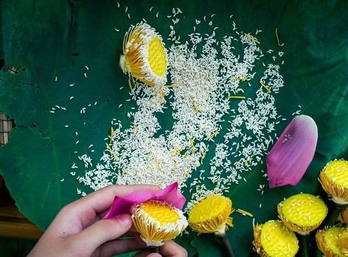 Để có một cân trà ướp sen, người ta phải dùng đến hàng nghìn bông sen tách gạo như thế này.