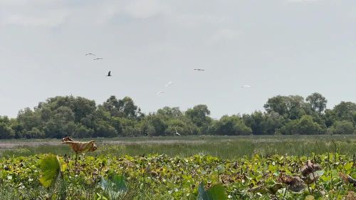  Một góc Vườn quốc gia Tràm Chim - Ảnh: Bùi Nguyên 