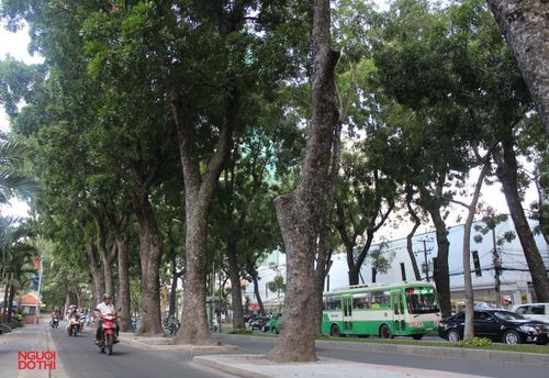 Đôi khi, linh hồn của thành phố không nằm ở những tòa nhà cao nhất, mà nằm ở những điều nhỏ nhất: một hàng cây già chưa bị chặt, một khu chợ vẫn còn tiếng trả giá, một quán cà phê mà người ta nhớ tên nhau... Trong ảnh: Hàng cây cổ thụ trên đường Tôn Đức Thắng giờ chỉ còn lại trong ký ức hay qua những bưu ảnh. Ảnh: Trung Dũng