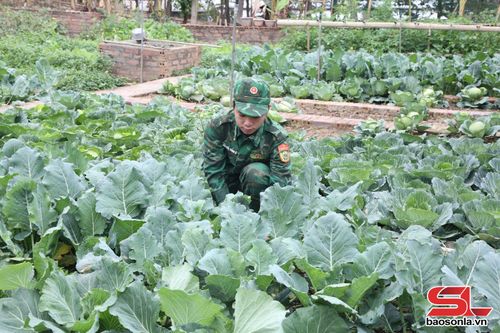 Chiến sĩ Đồn Biên phòng Cửa khẩu Chiềng Khương chăm sóc rau.