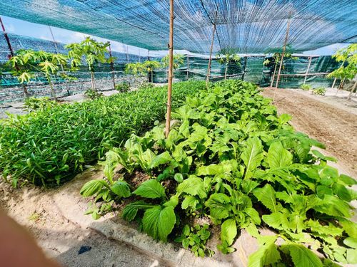 Vườn rau xanh mướt của các chiến sĩ trên đảo