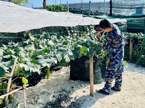 Các chiến sĩ chăm chút giàn mướp trĩu quả