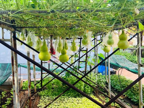 Vườn rau xanh mướt trên đảo Trường Sa