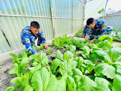 Vườn rau trên đảo