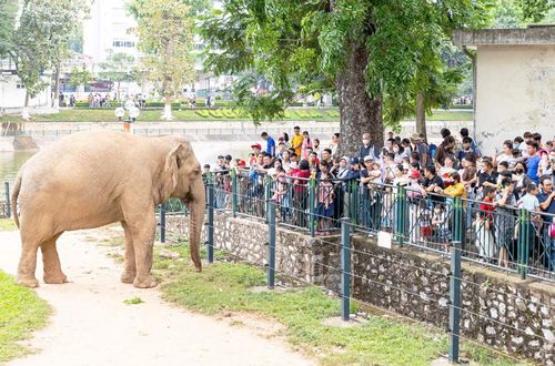 Vườn thú Hà Nội được nhiều gia đình lựa chọn là điểm đến tham quan, trải nghiệm dịp nghỉ lễ.