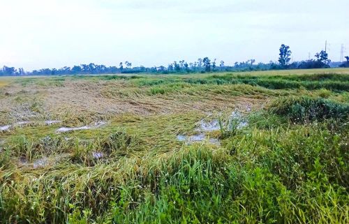 Hàng nghìn hecta lúa sắp thu hoạch bị đổ rạp, hư hỏng