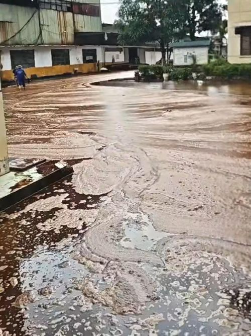 Mật mía tràn ra trong khuôn viên nhà máy