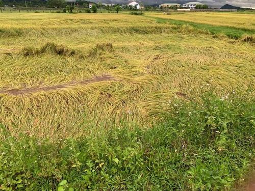 Nhiều diện tích lúa ở xã Tứ Mỹ bị dông lốc quật ngã.