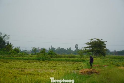  Từ sáng sớm, nhiều hộ dân đã ra đồng kiểm tra diện tích lúa sau mưa. Tuy nhiên, trước tình trạng lúa bị đổ rạp, ngập nước, nhiều người bày tỏ lo lắng khi vụ mùa nguy cơ thất thu cao. 