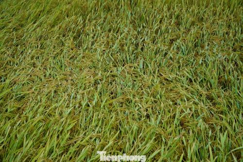 Theo người nông dân, bình thường, mỗi sào có thể cho thu từ 2,3–3 tạ thóc, nhưng khi lúa bị đổ rạp, nguy cơ nảy mầm rất cao, sản lượng và chất lượng đều giảm mạnh. Không chỉ vậy, việc thu hoạch cũng trở nên khó khăn, nhiều diện tích phải gặt tay, làm tăng chi phí, khiến người dân chịu thiệt hại kép.